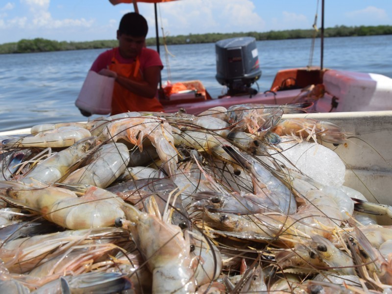 Pescadores esperanzados con una buena temporada de camarón