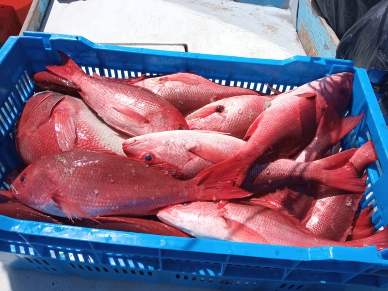 Pescadores se mantienen activos en la captura de huachinango