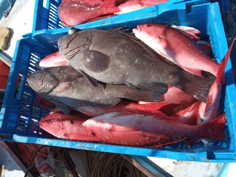 Pescadores se mantienen de la captura de huachinango