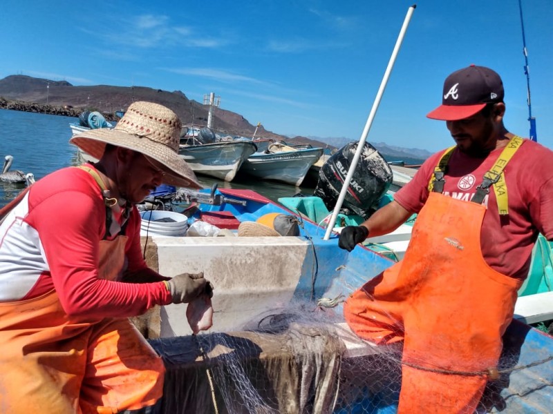Pescadores  siguen con esperanza de encontrar más oro rosado