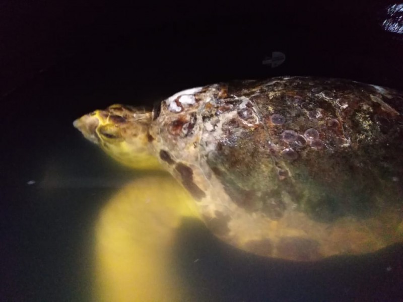 Pese a cuidados muere tortuga caguama