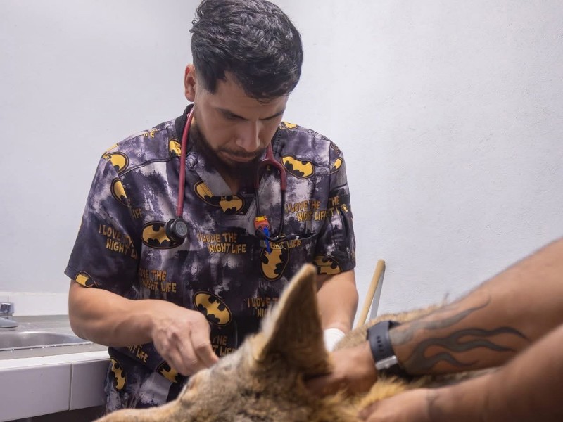 Pese a esfuerzos veterinarios murió coyote arrollado en El Marqués