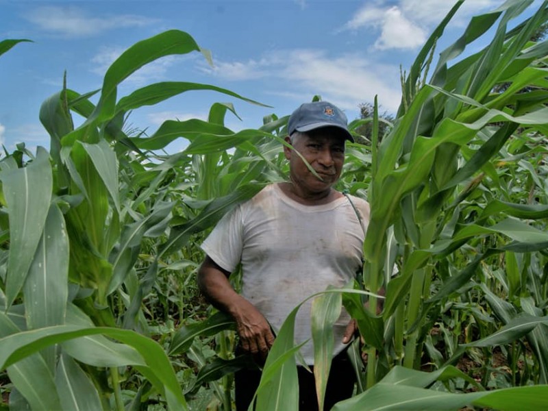 Pese a pandemia de Covid-19 agricultores continúan trabajando