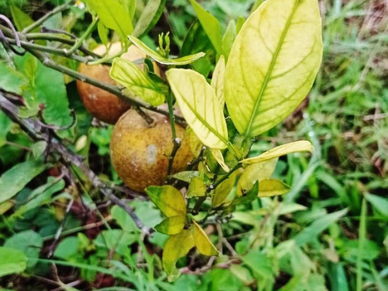 Pese a pruebas, niegan enfermedad de cítricos