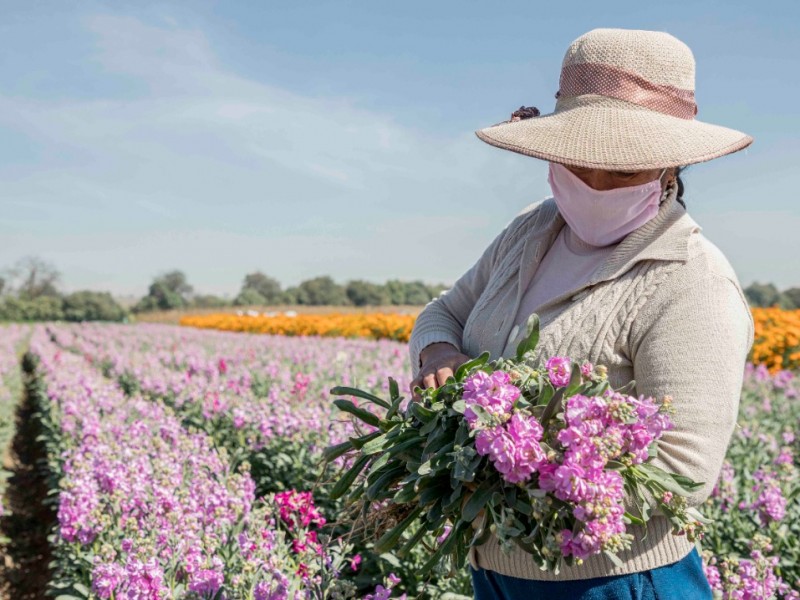 Pesé a restricciones, floricultores esperan ganancias este 12 de Diciembre