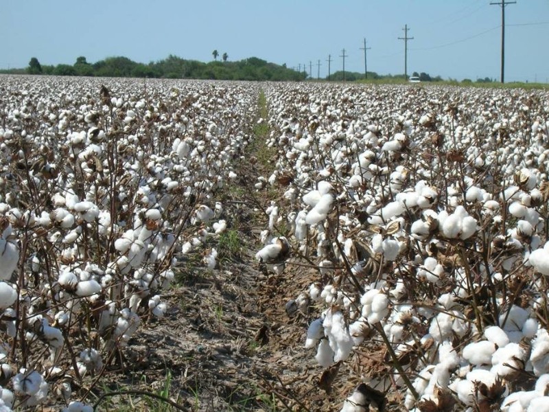 Pese a sequía en Valle Yaqui productores logran sembrar algodón