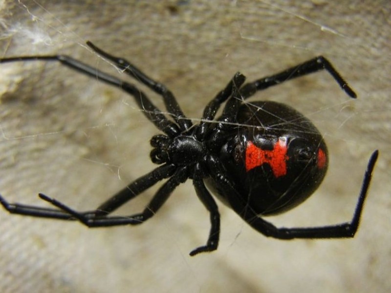 Picaduras de araña siguen en aumento en Guanajuato.