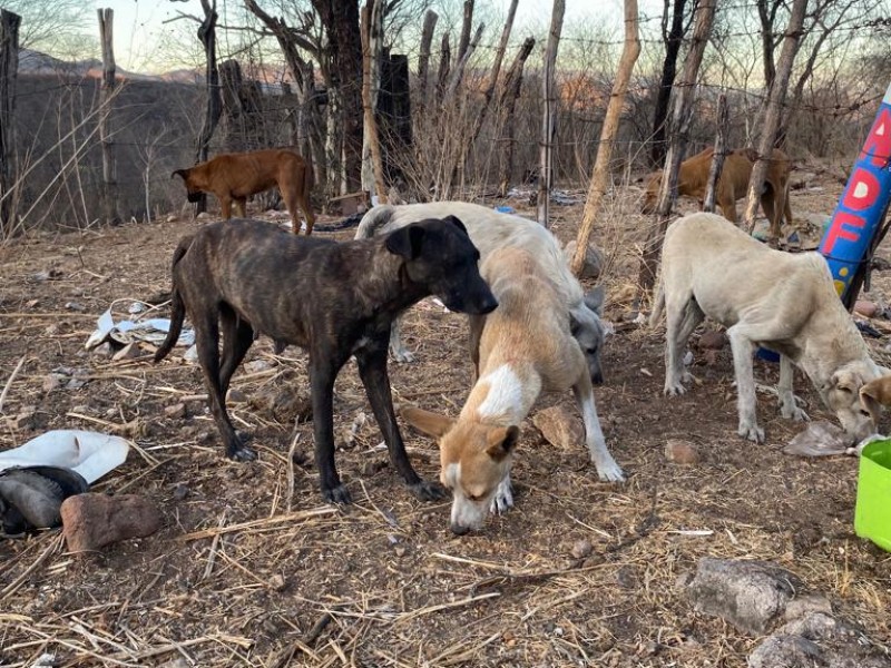 Pide Álamos Dog sumarse para atender jaurias de perros salvajes