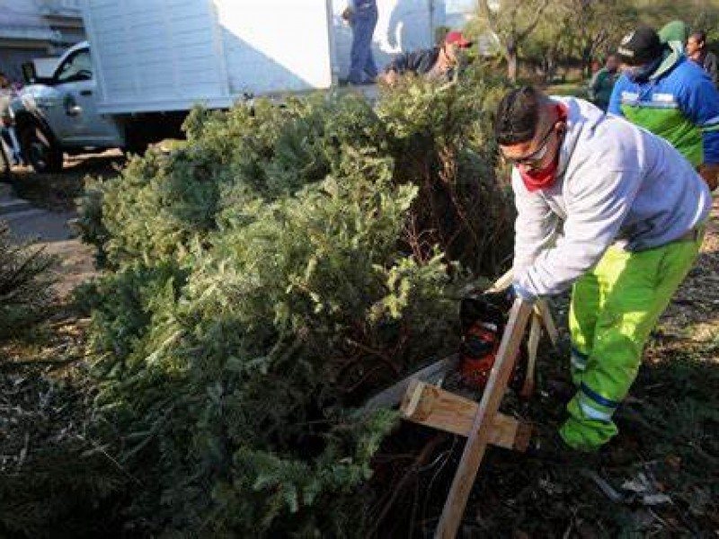 Pide ayuntamiento capitalino no abandonar pinos navideños en la calle