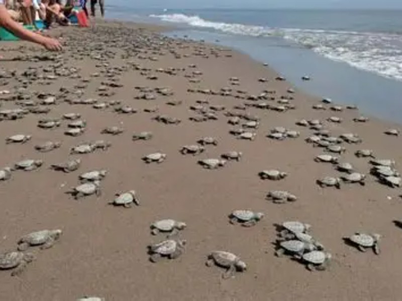 Pide Ecología voluntarios para la Liberación de tortugas