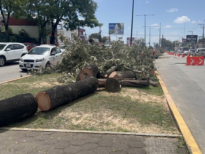 Pide Eric Cisneros no politizar derribo de árboles en Xalapa
