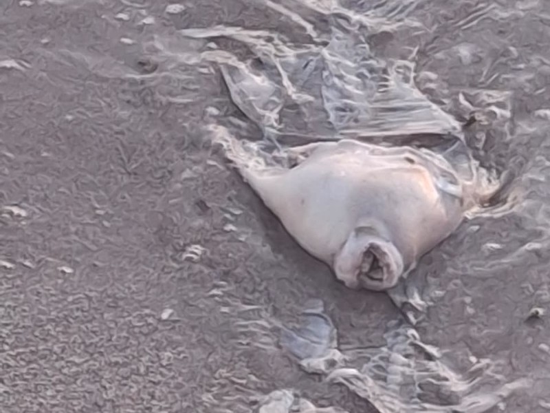 Pide mantener limpia la playa Miramar, había cabezas de pescado sin vida