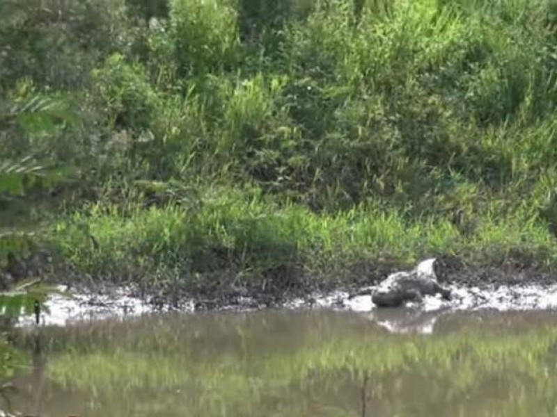 Pide PC no molestar a cocodrilos del río Mololoa