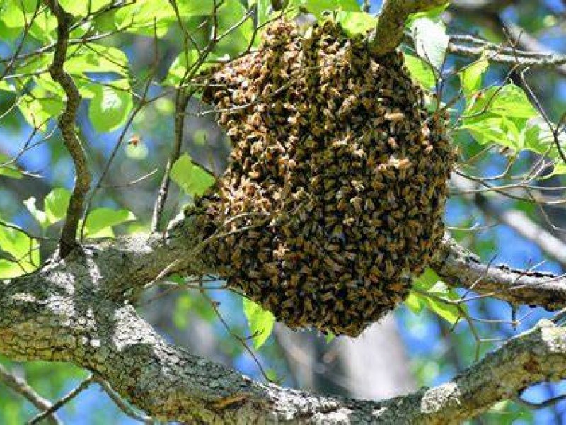 Pide Protección Civil capitalino cuidarse de los enjambres de abejas