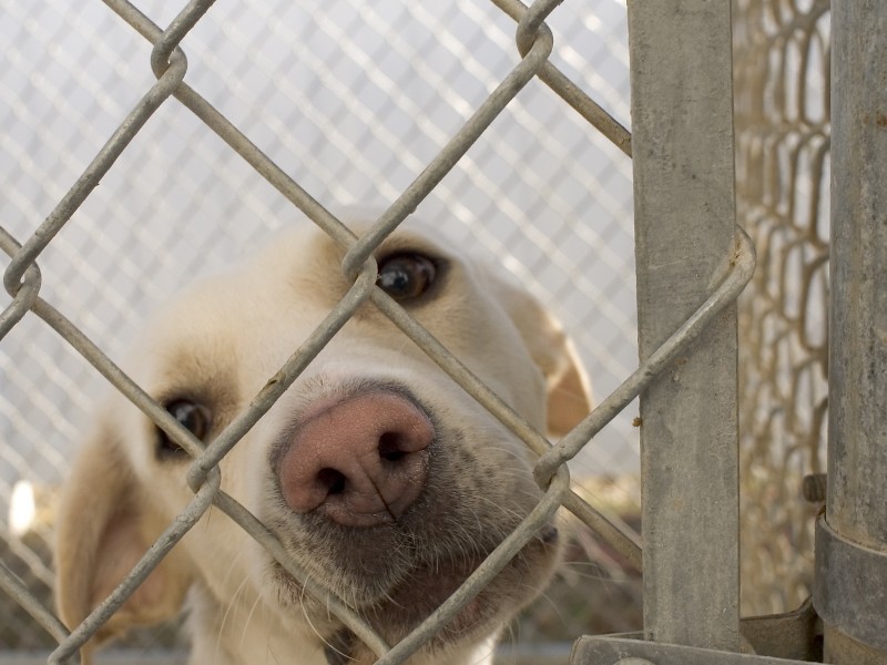 Pide TAC a Reyes Magos no regalar mascotas