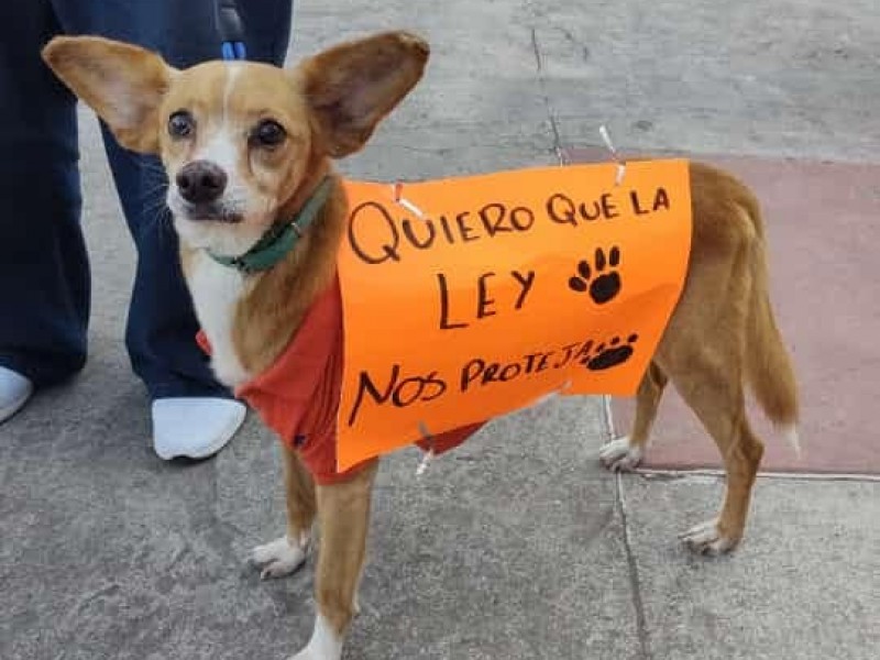 Piden 8 años para quien ejerza maltrato animal