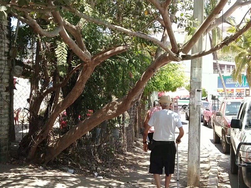 Piden a Dimaren retirar árbol peligroso para transeúntes