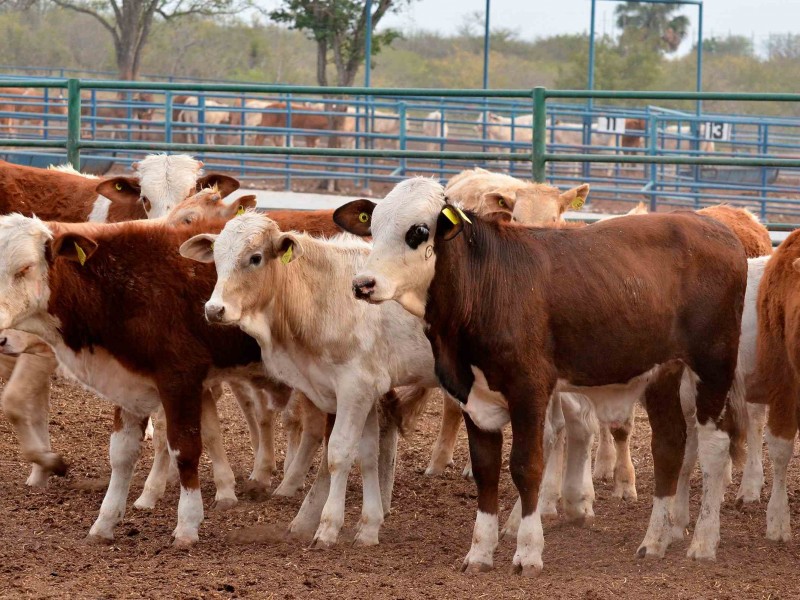 Piden a ganaderos no malbaratar el ganado por sequía