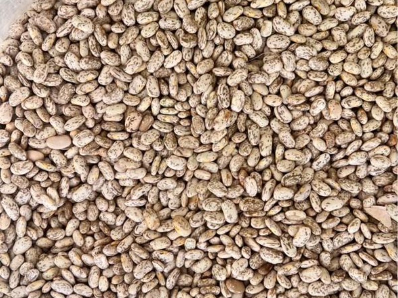 Piden a productores registrar bodegas como centros de acopio de frijol