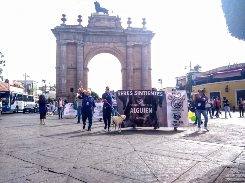 Piden agregar maltrato animal a código penal