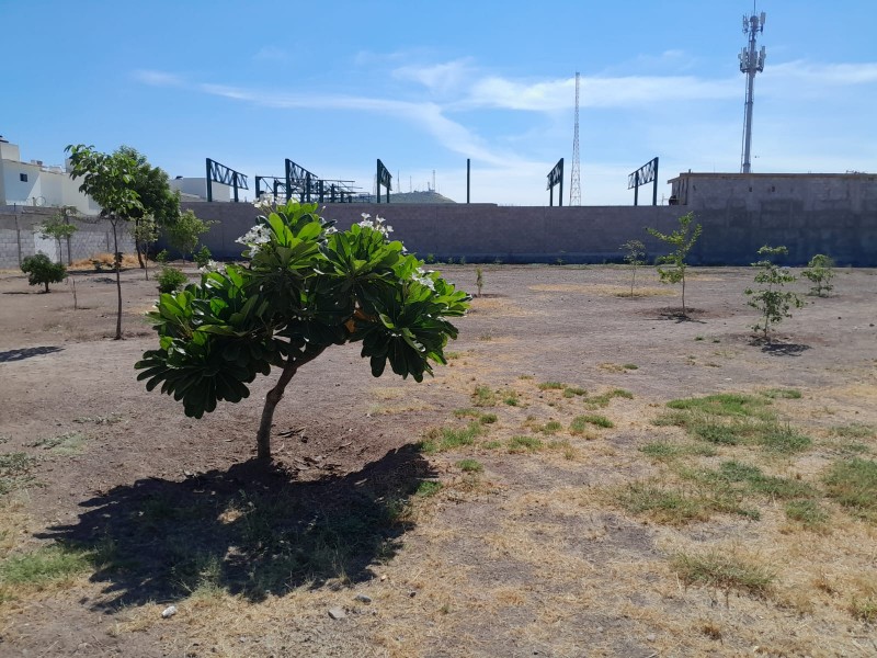 Piden al Ayuntamiento parar despojos de áreas verdes