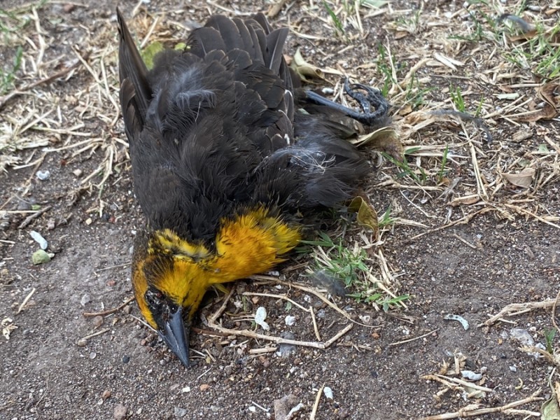 Piden ambientalistas investigar repentina muerte de aves en Salamanca