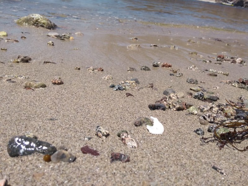 Piden ambientalistas no llevarse conchas de playas