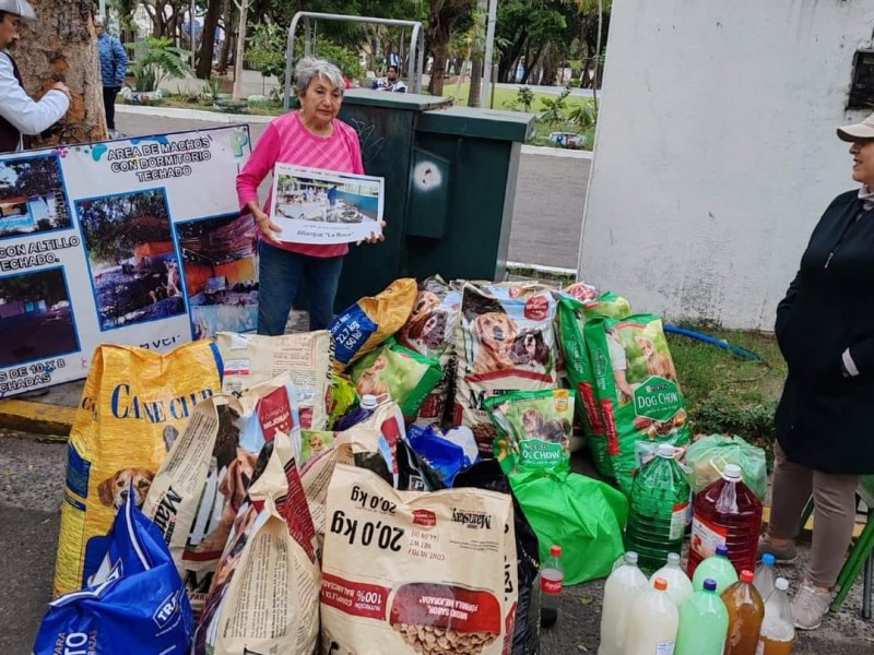 Piden apoyo para más de 350 perros y gatos