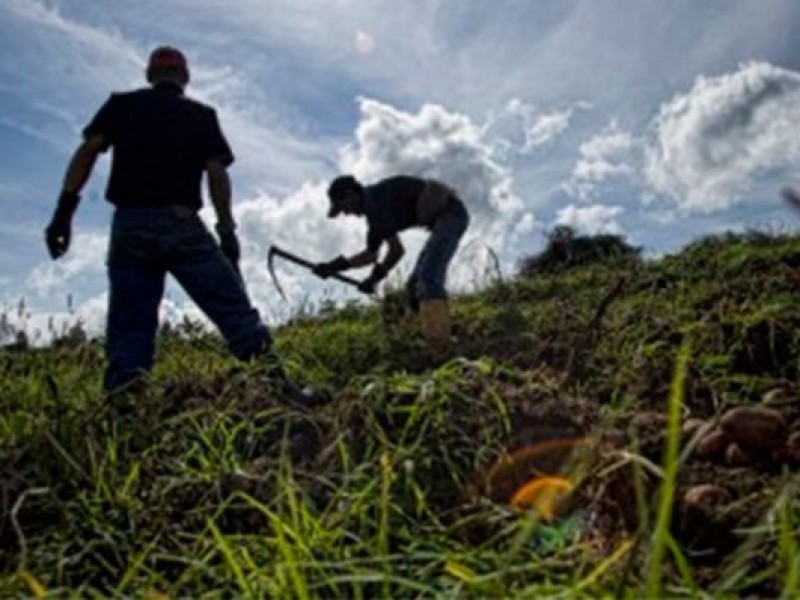 Piden apoyo para productores del campo