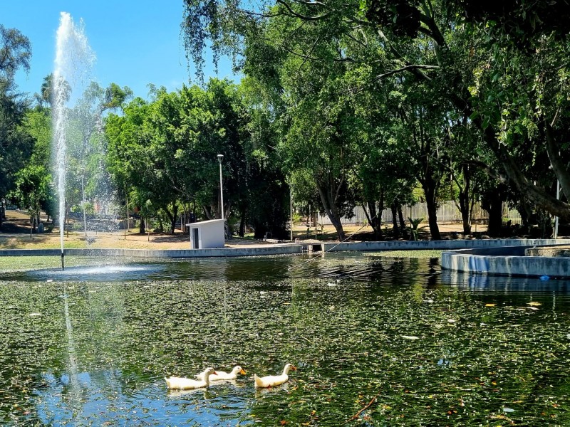 Piden apoyo para resguardar 3 patos en parque de Guadalajara
