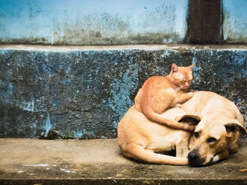 Piden asociaciones no regalar animales a niños pequeños