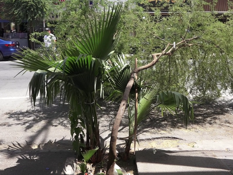 Piden atención a mezquites plantados en el centro de Torreón