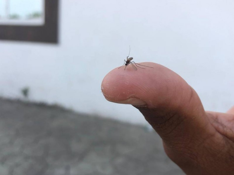 Piden atención ante proliferación de mosquitos en Tapachula