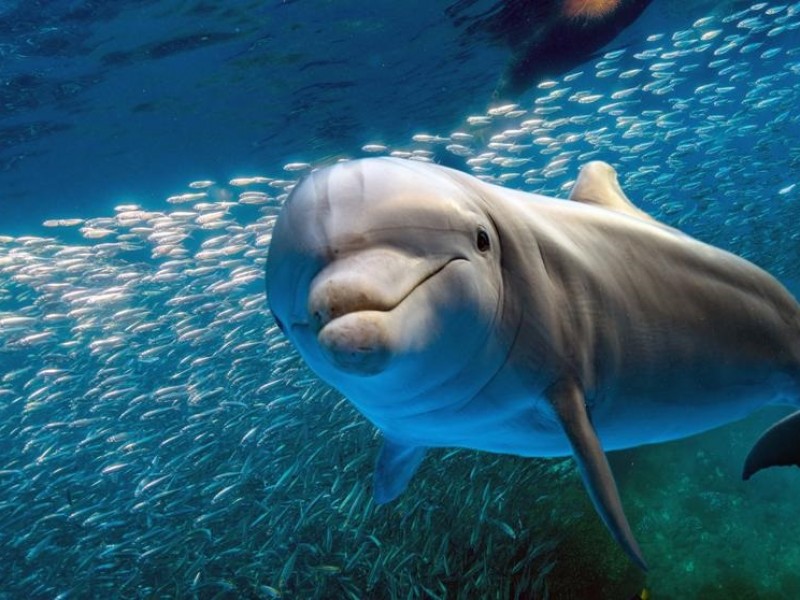 Piden atención de CONAPESCA por muerte de delfines