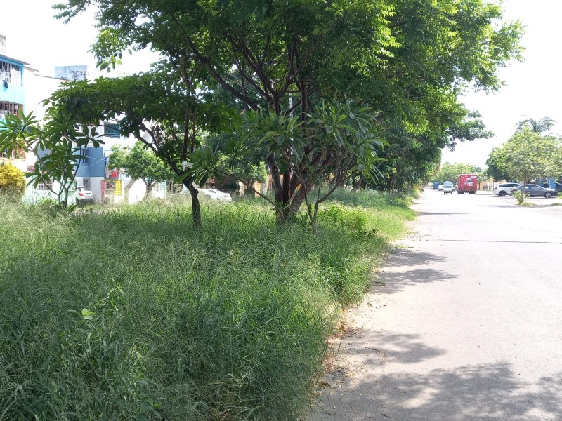 Piden atender camellones llenos de maleza en Chivería