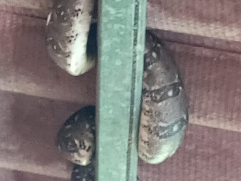 ¡Piden auxilio!, encuentran serpiente en balneario de Las Golondrinas