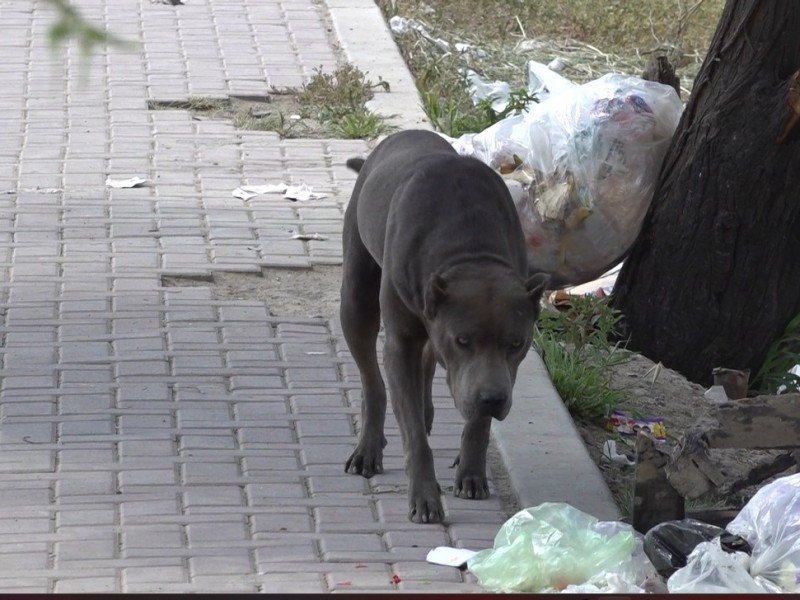 Piden ayuda al Centro de Control y Bienestar Animal