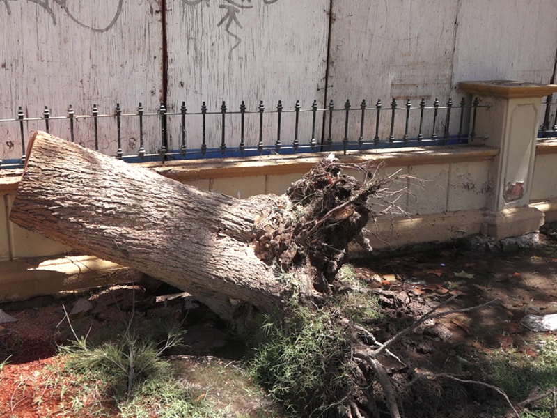 PIDEN AYUDA PARA COMERCIANTES AFECTADOS POR CAÍDA DE ÁRBOL