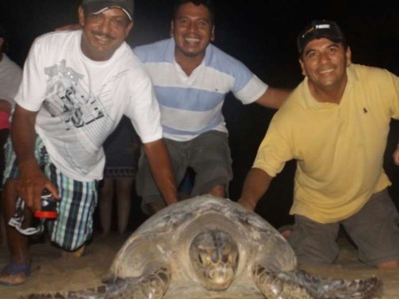 Piden ayuda para proteger tortugas en Barra de Coyuca