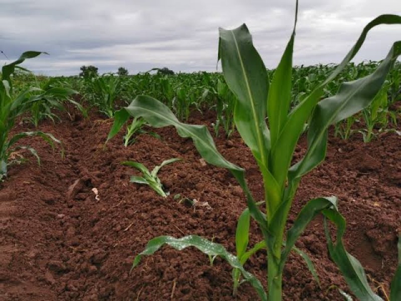 Piden certeza para productores en el precio del maíz