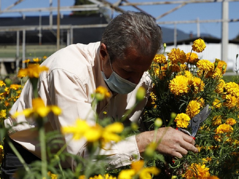 Piden consumir flor del productores mexiquenses