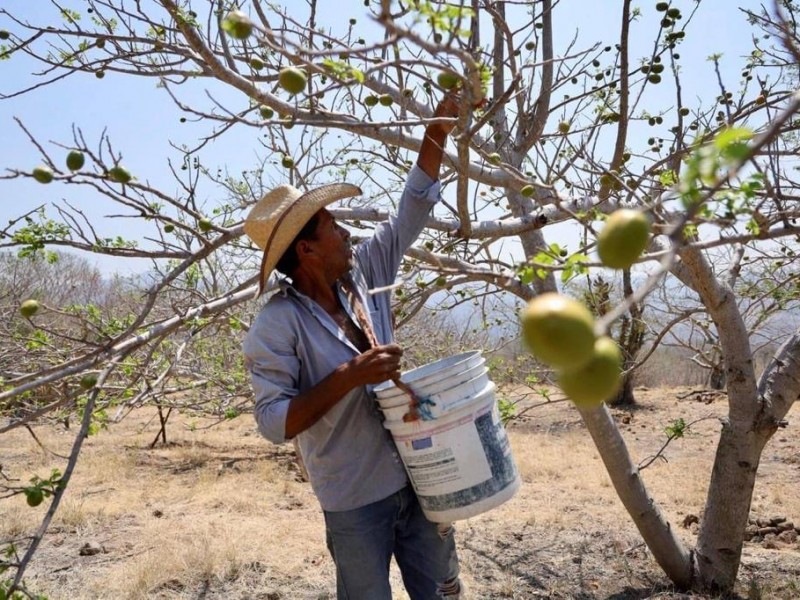 Piden coordinación en producción agropecuaria