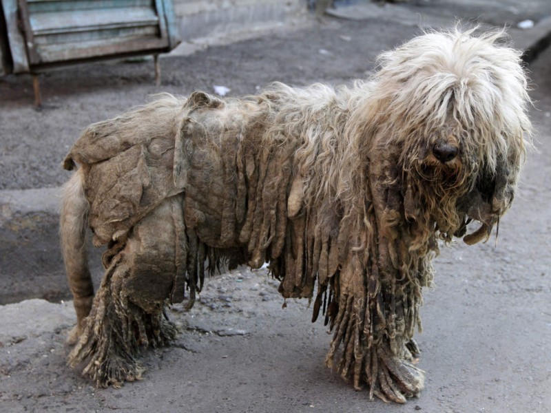 Piden denuncias ante Maltrato Animal; proponen reglamento municipal