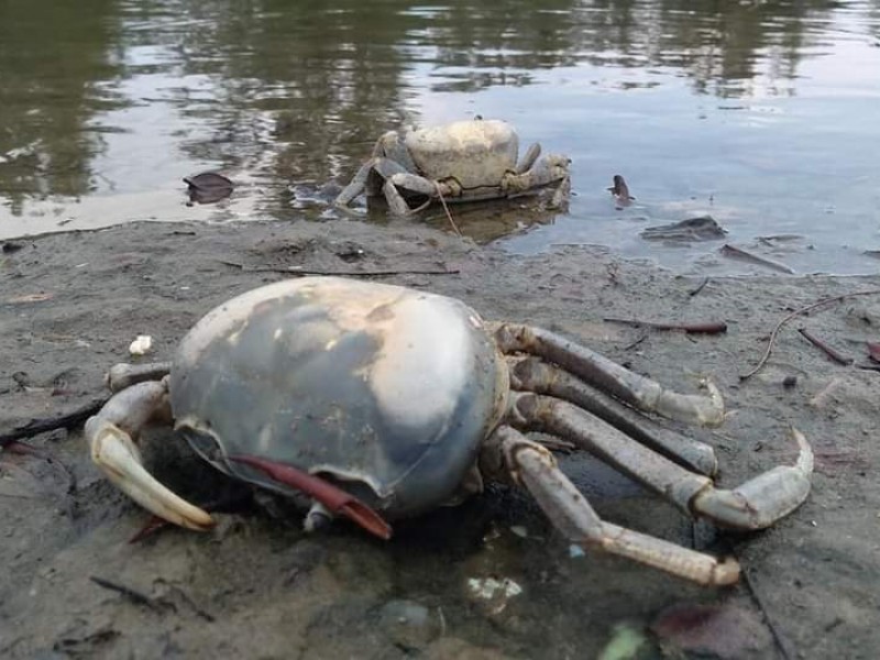 Piden detener a cazadores furtivos de Cangrejo Azul en Tuxpan