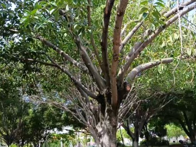 Piden el retiro de ramas en el Parque Arcadia