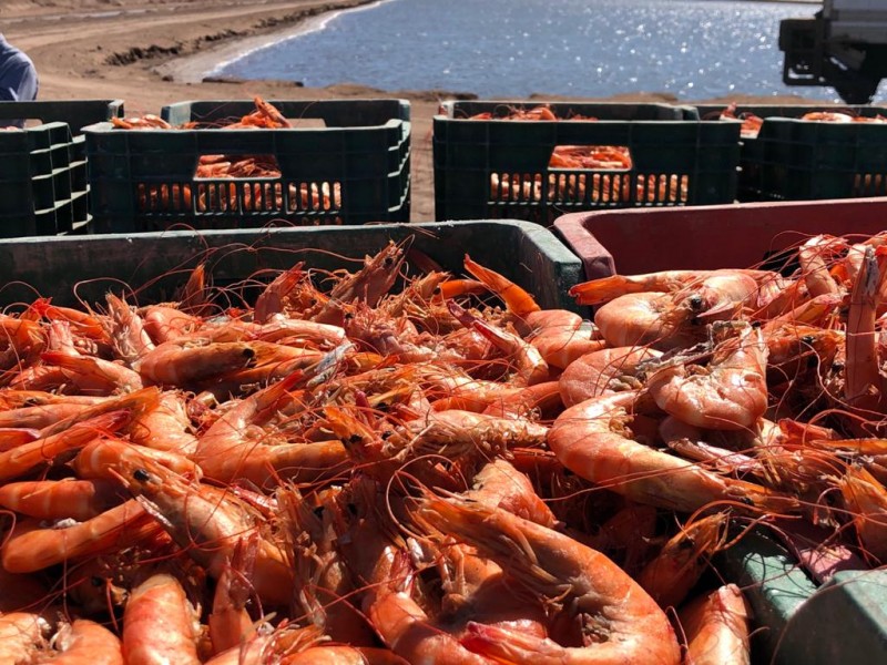 Piden frenar la importación ilegal de camarón a México