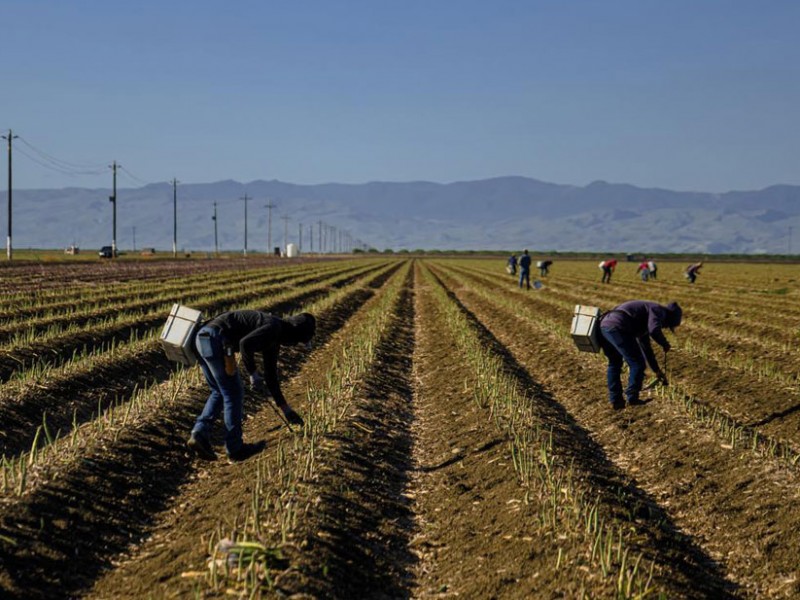 Piden garantizar los derechos de trabajadores del campo