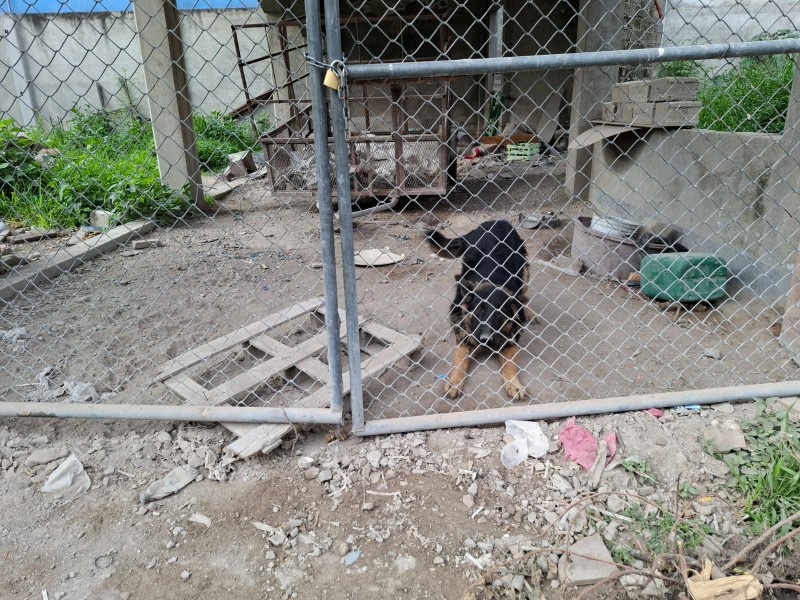 Piden intervención de autoridades por perrito abandonado en propiedad