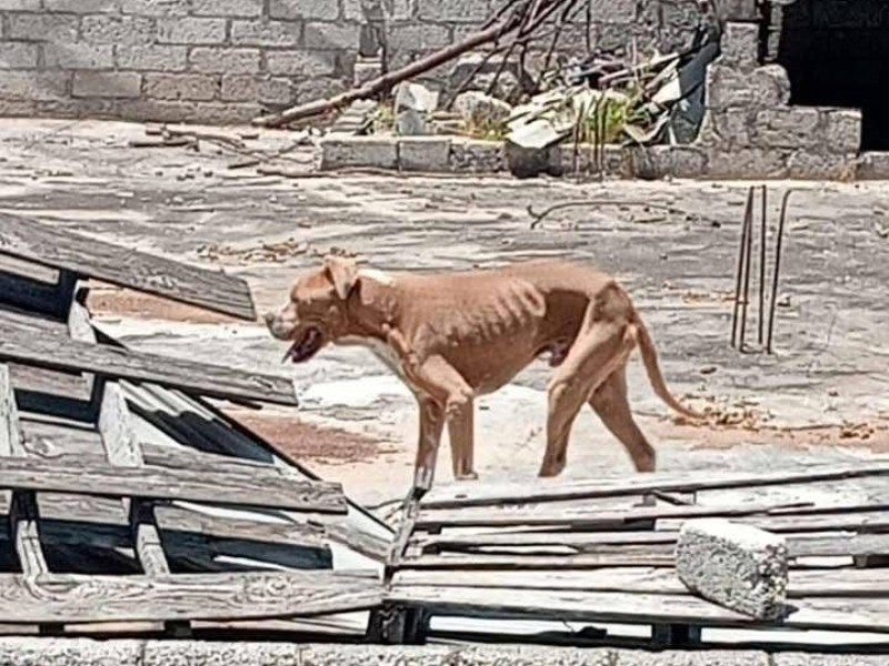Piden intervención por otro caso de abandono y maltrato animal