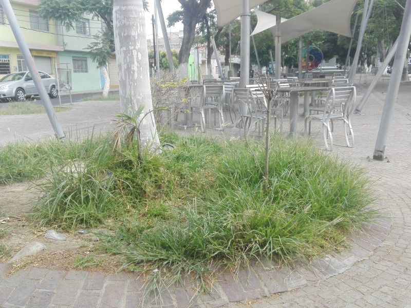 Piden mantenimiento en las jardineras del Paseo Hidalgo